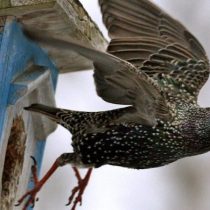 Cae drásticamente en Alemania la población de insectos y pájaros