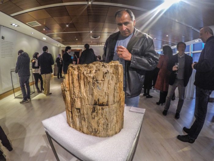 Exposición “Fósiles de la Patagonia y Antártica” en Punta Arenas