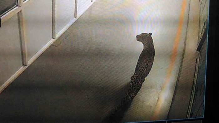 Presencia de leopardo obliga a detener producción de una fábrica de automóviles en India Presencia de leopardo obliga a detener producción de una fábrica de automóviles en India