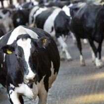 ISP identifica bacteria que fue transmitida desde el ganado a los trabajadores