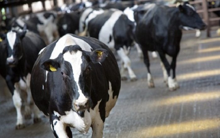 ISP identifica bacteria que fue transmitida desde el ganado a los trabajadores ISP identifica bacteria que fue transmitida desde el ganado a los trabajadores