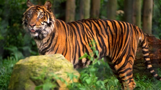 Un tigre de 200 kilos se escapa de un circo y merodea por las calles de París Un tigre de 200 kilos se escapa de un circo y merodea por las calles de París