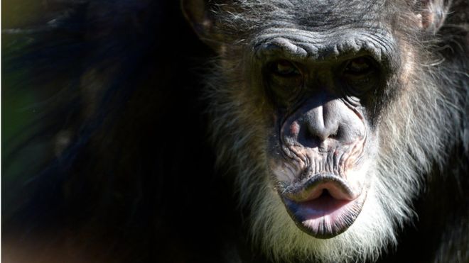 5 lecciones que los chimpancés nos pueden enseñar sobre política
