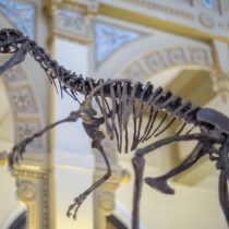 Dinosaurios sudamericanos se dan cita en histórica exposición en Santiago