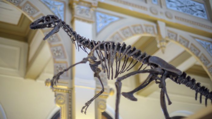 Dinosaurios sudamericanos se dan cita en histórica exposición en Santiago Dinosaurios sudamericanos se dan cita en histórica exposición en Santiago