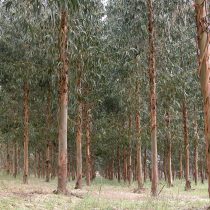 Promover la captura de carbono con árboles invasores aumenta riesgo de incendios y otros daños al ecosistema, según estudio