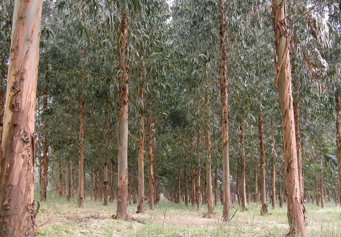 Promover la captura de carbono con árboles invasores aumenta riesgo de incendios y otros daños al ecosistema, según estudio Promover la captura de carbono con árboles invasores aumenta riesgo de incendios y otros daños al ecosistema, según estudio