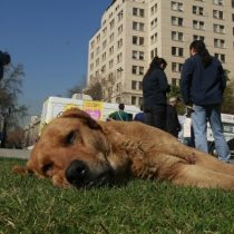 Ola de calor: Cómo afectan las altas temperaturas a nuestras mascotas y los síntomas a los que hay que estar atentos