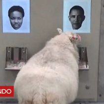 [VIDEO] ¿Es este señor Barack Obama?: experimento demostró que ovejas pueden reconocer rostros