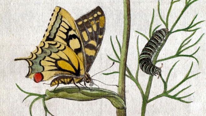 Maria Merian, la alemana que descubrió la metamorfosis cuando tenía 13 años Maria Merian, la alemana que descubrió la metamorfosis cuando tenía 13 años
