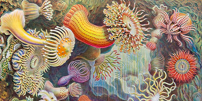 Ernst Haeckel, el arte al servicio de la ciencia Ernst Haeckel, el arte al servicio de la ciencia