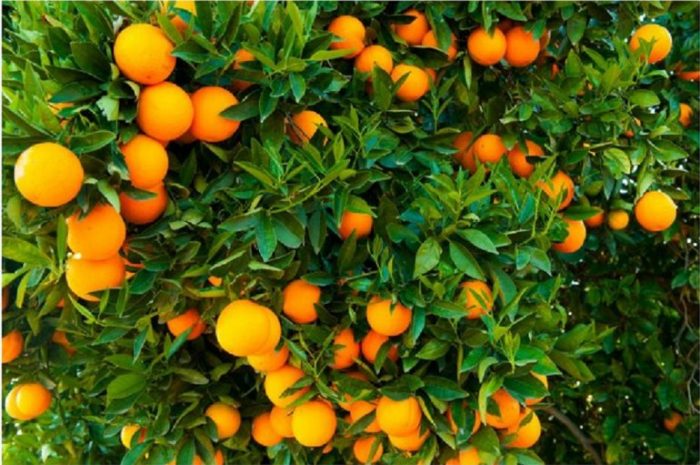 Cobre y jugo de naranja, dos historias opuestas para cerrar 2017