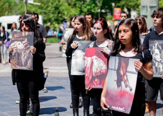 Medio centenar de personas conmemorarán el Día Internacional de los Derechos Animales Medio centenar de personas conmemorarán el Día Internacional de los Derechos Animales