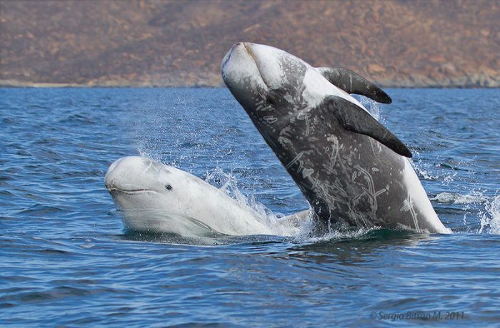 Preocupación en Arauco por masiva varazón de delfines