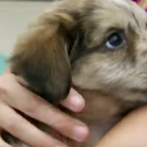 [VIDEO C+C] Felices Fiestas Mascotas! una original propuesta para cuidar a los animales de la pirotecnia
