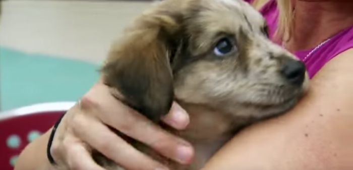 Aumenta adopción de mascotas en el mundo para lidiar con estrés del coronavirus