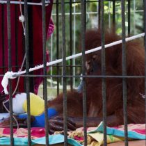 [VIDEO] Indonesia lucha por frenar la amenaza de extinción de los orangutanes