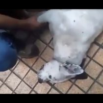 [VIDEO] Detienen a hombre por matar a un perro a patadas en pleno centro de Antofagasta