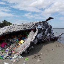 Greenpeace pide eliminar urgente las bolsas plásticas en todo Chile
