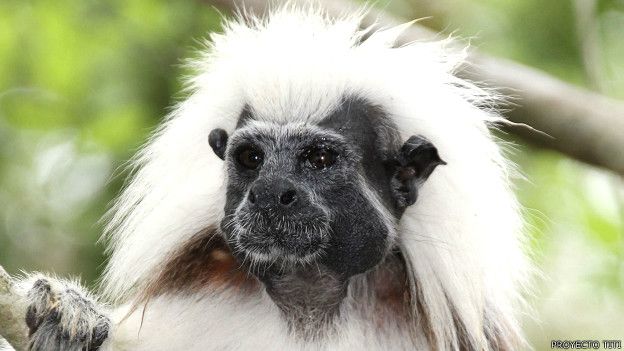 Pequeño primate colombiano juega un papel clave en su conservación y en la de su hábitat Pequeño primate colombiano juega un papel clave en su conservación y en la de su hábitat