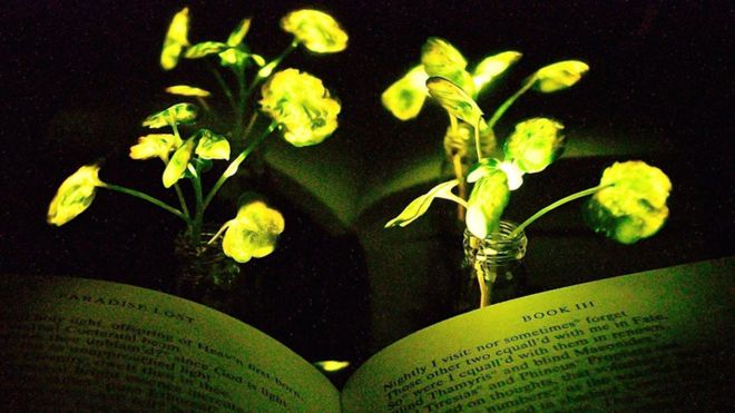Plantas que brillan como luciérnagas, la nueva apuesta de los científicos del MIT Plantas que brillan como luciérnagas, la nueva apuesta de los científicos del MIT