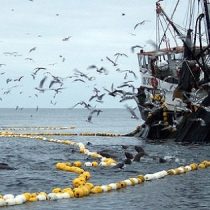 Con la venia del Gobierno, Corpesca y Camanchaca buscan saltarse prohibición de la Suprema para operar en zonas de la pesca artesanal