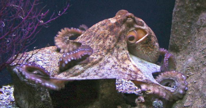 «Un encuentro con pulpos es lo más parecido a encontrarnos con un alienígena» «Un encuentro con pulpos es lo más parecido a encontrarnos con un alienígena»