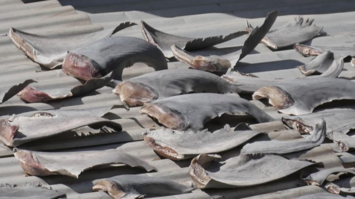 Cientos de aletas de tiburón sobre tejado en Providencia conmocionan a la comunidad científica nacional e internacional