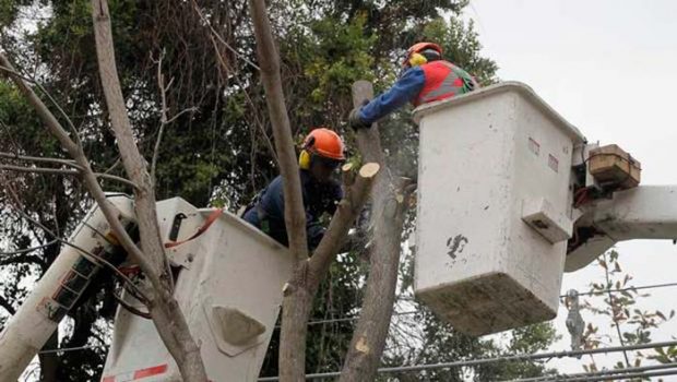Corte falla contra CGE y le prohíbe corte o poda de árboles Corte falla contra CGE y le prohíbe corte o poda de árboles