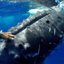 [VIDEO] El increíble momento en que una ballena jorobada 