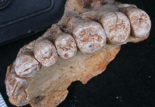 El sorprendente descubrimiento de un fósil que cambia la historia de los primeros humanos El sorprendente descubrimiento de un fósil que cambia la historia de los primeros humanos