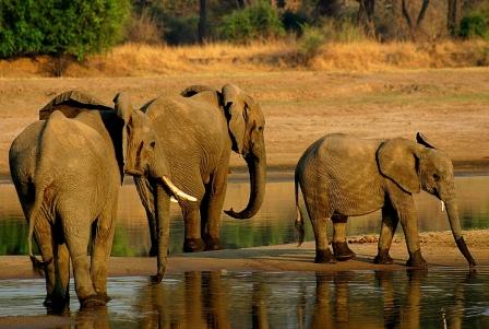 En lista roja: elefantes africanos enfrentan creciente peligro de extinción En lista roja: elefantes africanos enfrentan creciente peligro de extinción