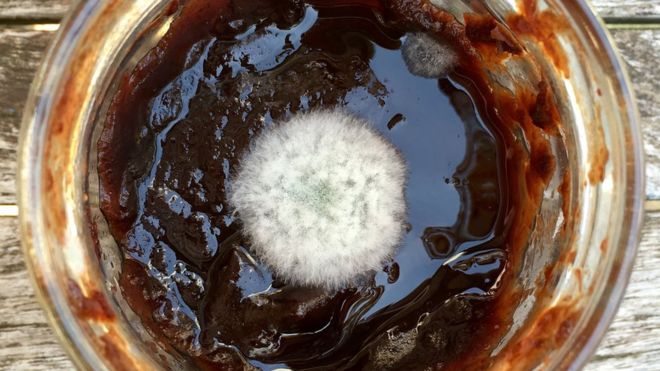 ¿Cuándo es el moho en los alimentos peligroso para la salud? ¿Cuándo es el moho en los alimentos peligroso para la salud?