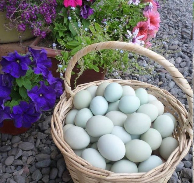 Emprendedora busca preservar la Gallina Mapuche Emprendedora busca preservar la Gallina Mapuche