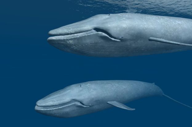 Congreso Futuro: miembro de NatGeo denuncia lobby pesquero para reducir 90% del parque marino de Juan Fernández Congreso Futuro: miembro de NatGeo denuncia lobby pesquero para reducir 90% del parque marino de Juan Fernández