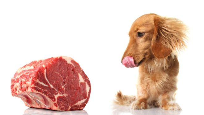 Por qué ahora dicen que no debes darle carne cruda a tu perro o a tu gato Por qué ahora dicen que no debes darle carne cruda a tu perro o a tu gato