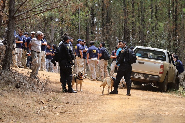 Brigadas caninas se suman a la búsqueda de niña presuntamente secuestrada en Licantén