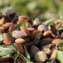 ¿Cuáles son los 50 alimentos más nutritivos?