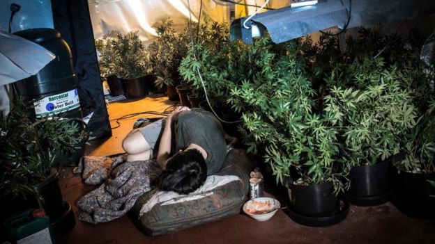 «A veces me electrocutaba»: los niños y adolescentes traficados y esclavizados en Reino Unido como jardineros de cannabis
