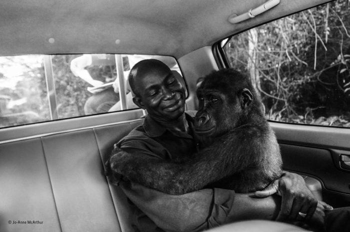 Las conmovedoras imágenes de animales ganadoras del concurso Fotógrafo de Vida Salvaje del Año Las conmovedoras imágenes de animales ganadoras del concurso Fotógrafo de Vida Salvaje del Año