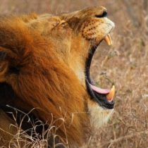 El estremecedor caso del supuesto cazador furtivo que fue devorado por una manada de leones en Sudáfrica