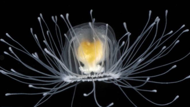 La misteriosa medusa de apenas dos centímetros que puede vivir para siempre, según los científicos La misteriosa medusa de apenas dos centímetros que puede vivir para siempre, según los científicos