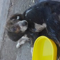 Conmoción en Tucapel por caso de maltrato animal: mujer golpeó a su perro y lo arrojó dentro de un saco a la basura