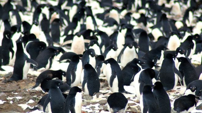 Cómo descubrieron desde el espacio una enorme colonia de pingüinos en la Antártida Cómo descubrieron desde el espacio una enorme colonia de pingüinos en la Antártida
