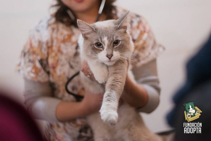 Jornada de adopción de GatoFest9 en Centro Cultural La Moneda Jornada de adopción de GatoFest9 en Centro Cultural La Moneda