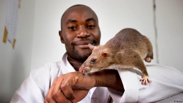 Científicos entrenan ratas husmeadoras para combatir el contrabando de vida silvestre