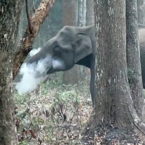 [VIDEO] El elefante que echa humo por la boca y tiene 