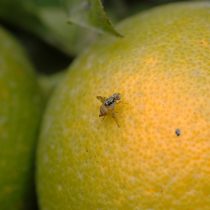 Detectan un foco de la mosca de la fruta en la comuna de Providencia
