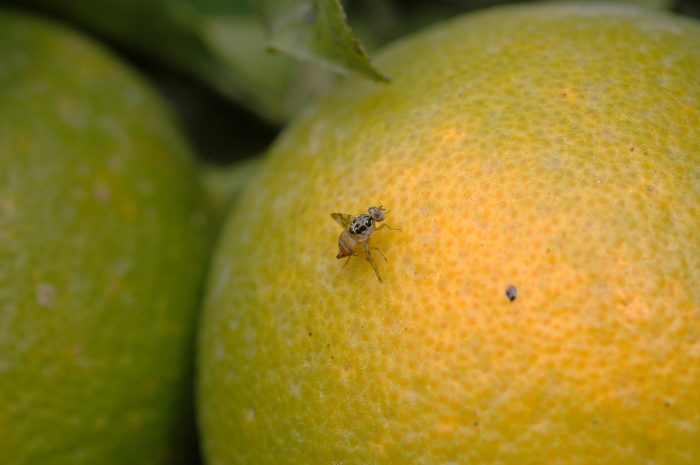 Detectan un foco de la mosca de la fruta en la comuna de Providencia
