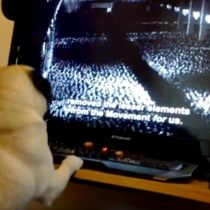 [VIDEO] Youtuber puede ir preso tras enseñarle al perro de su novia el saludo nazi